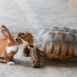 Tortoise and hare